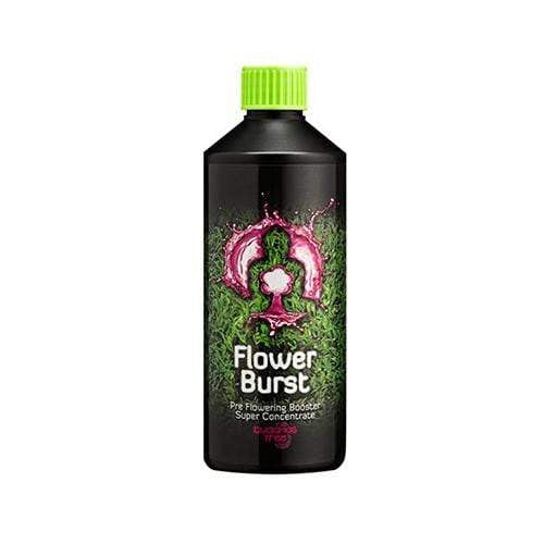 Buddha's Tree Flower Burst